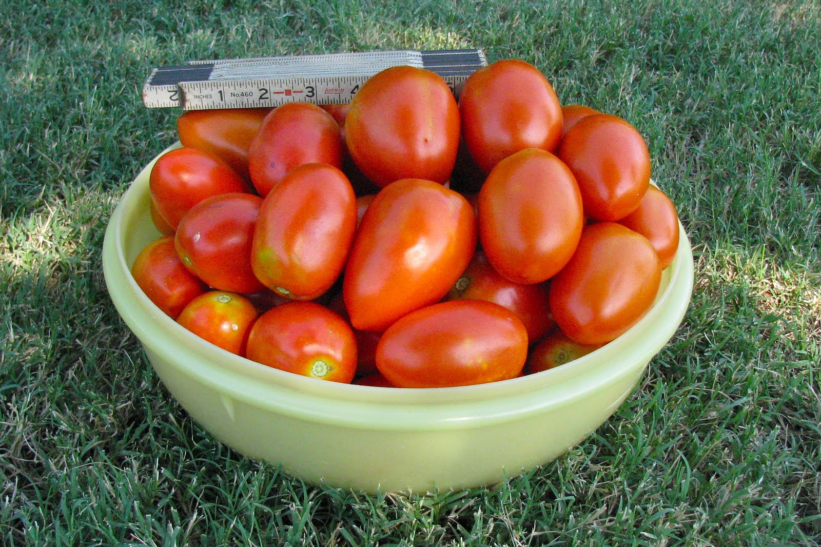 Harmony Gardens Hot Weather Tomatoes