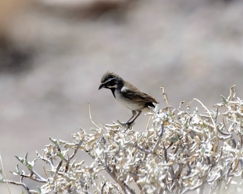 Black-throated Sparrow 012