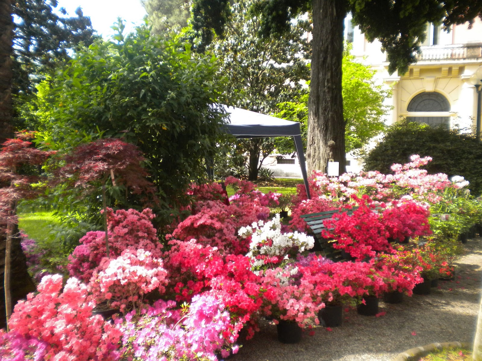 Risultati immagini per planta orto botanico