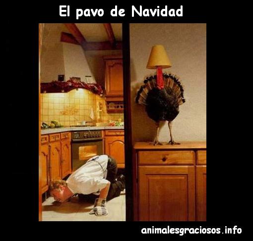 Buscando al pavo para navidad