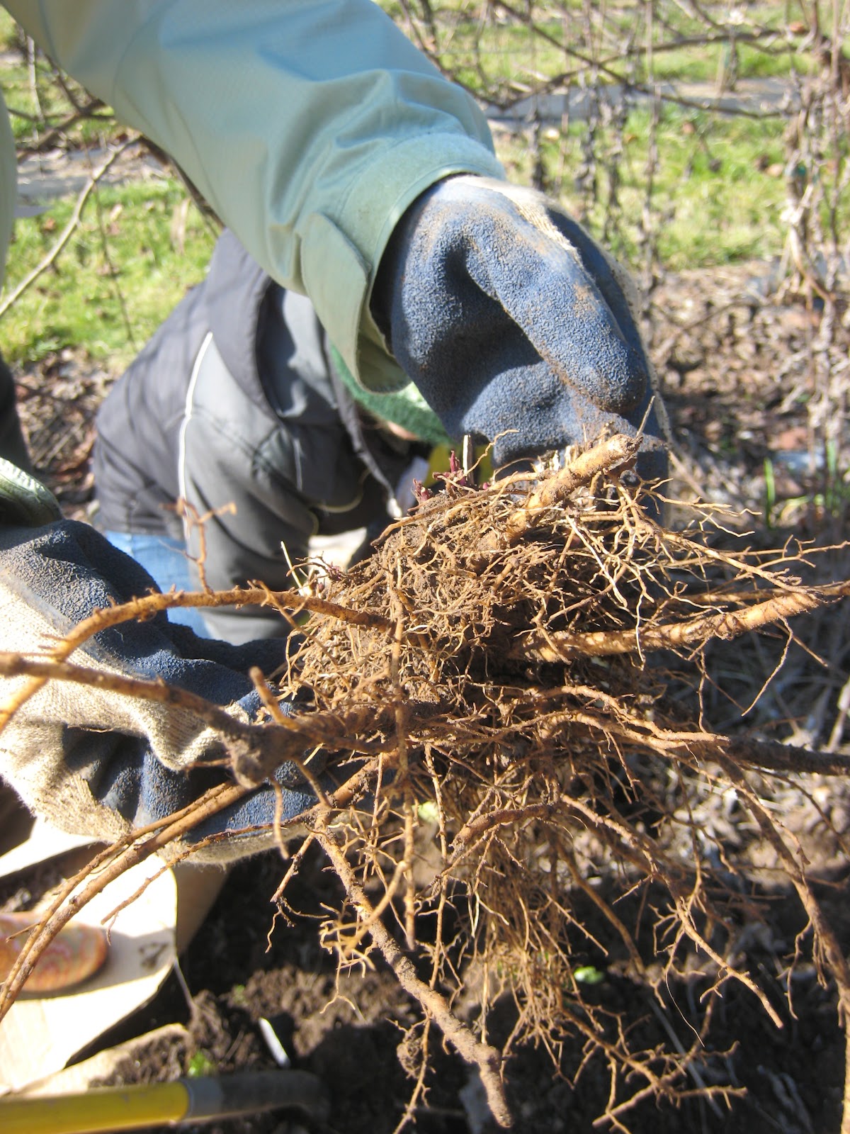 Dreaming A Beautiful World Echinacea the Wonder Herb