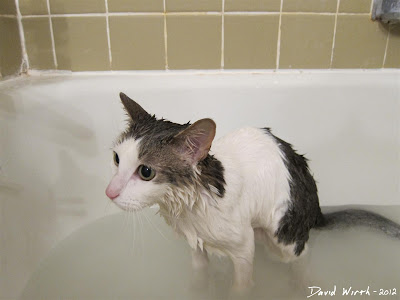giving the cat a bath, flea bath