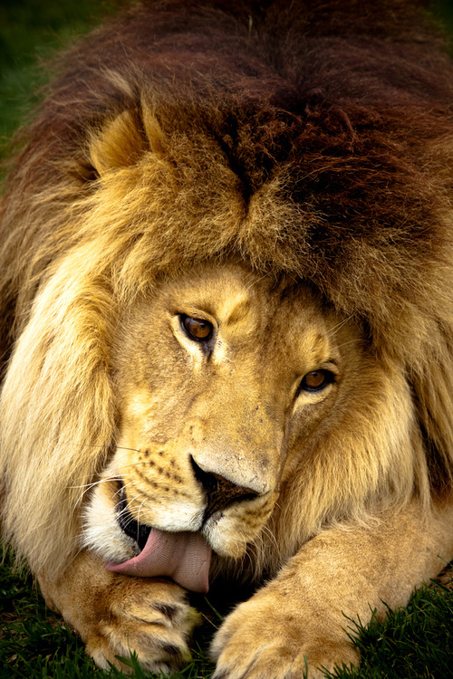 BEAUTY OF WILDLIFE: Animals and PEts Amazing Photo Shots OF The Day