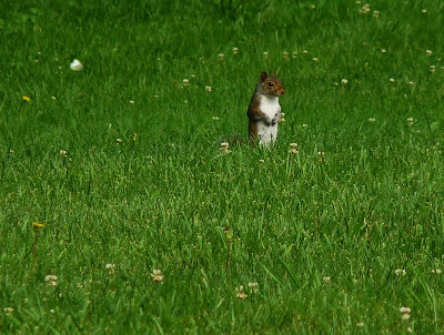 A squirrel checks out the backyard