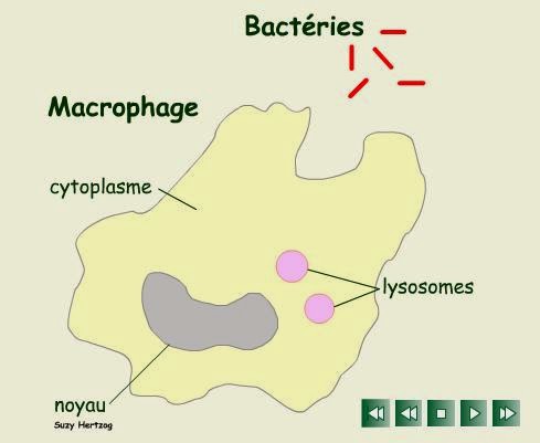 http://www.musibiol.net/biologie/animat/phagocytose.htm