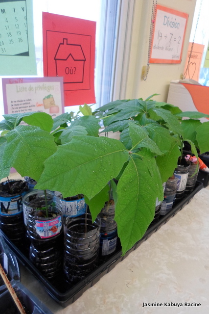 Comment J Ai Sauve Mes Phalaenopsis Parfois Je Suis Orchi Douee