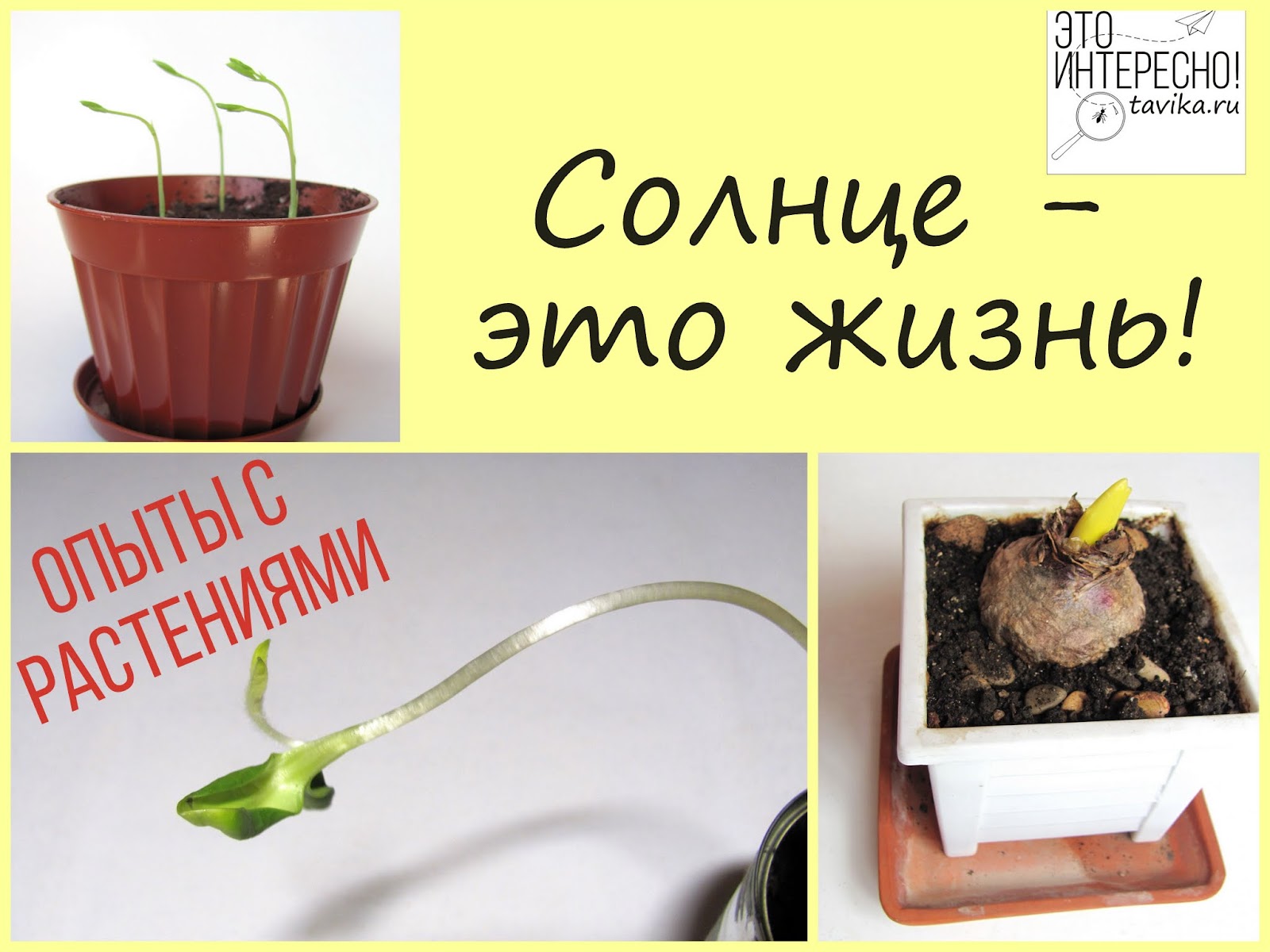 Удивительные опыты с растениями