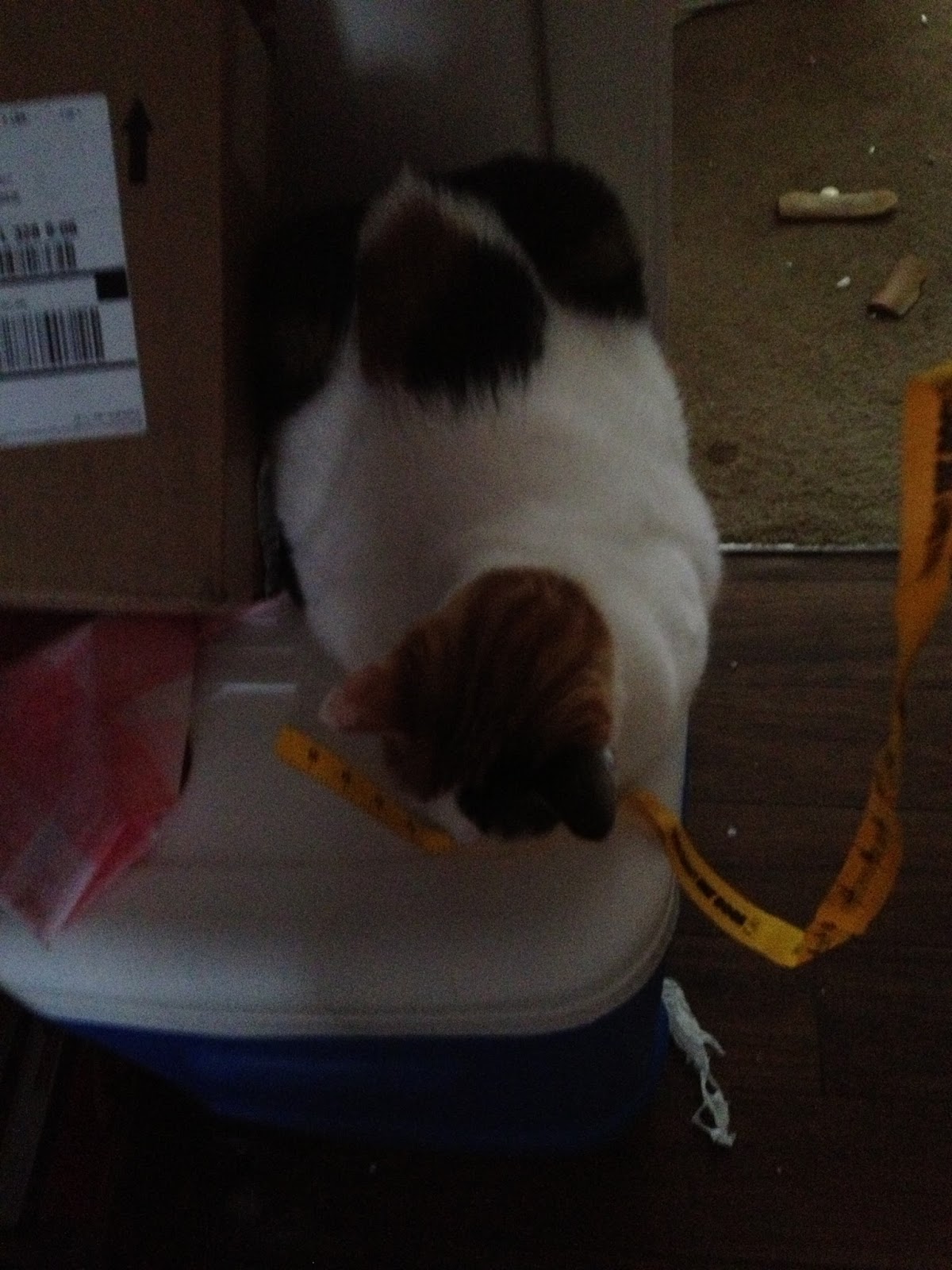 Life With Beagle Caturday Natural Balance Fat Cat Or Fat Dog