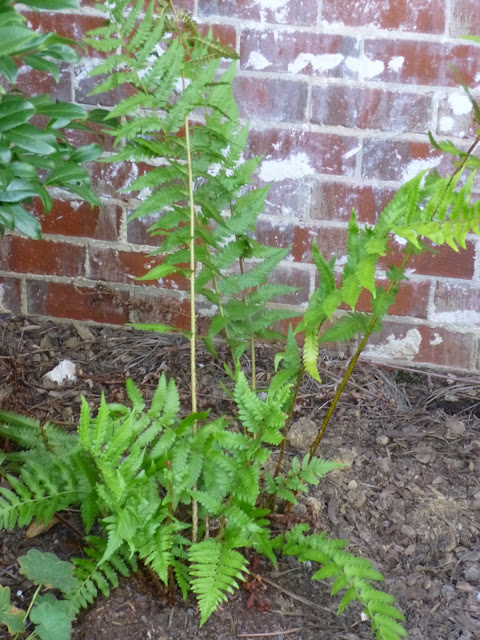 Vegetal Art La Minute Jardin Sur France Bleu Berry Societe D