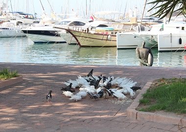 Muelle de Francisco Tomás y Valiente.