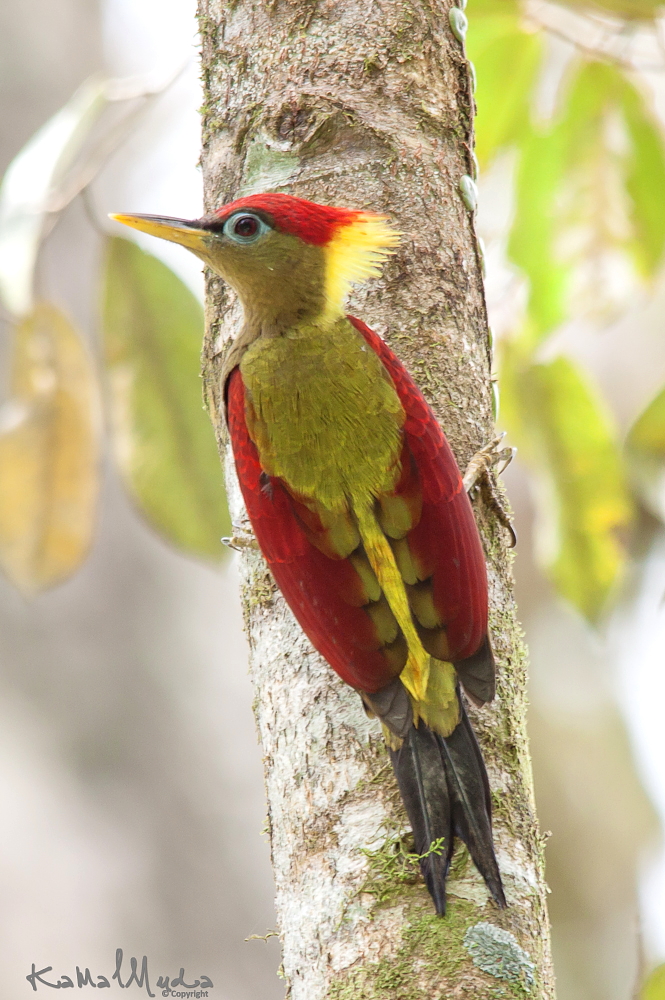 SOUTH EAST ASIA BIRDS - Malaysia birds paradise: Crimson-winged