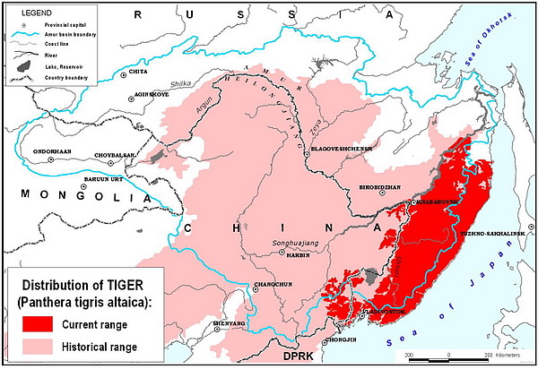 El blog de las especies singulares: Los últimos tigres siberianos