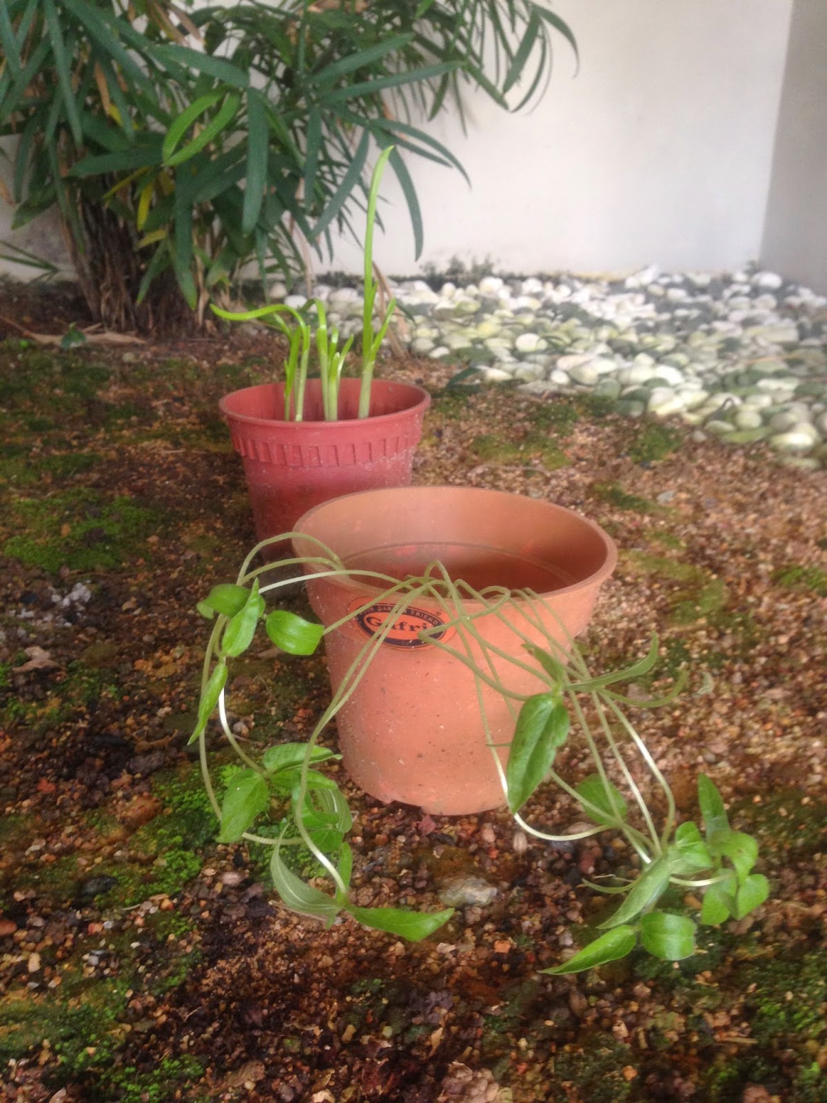 Enriching Young Lives Mongo Plant Versus Garlic Plant