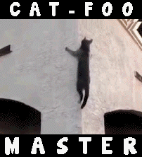 cat-foo-master-climb-wall-like-ninja.gif