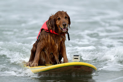 10 pictures of surfing dogs from the 2012 Incredible Surfing Dog Challenge, surfing dogs, funny dogs, surfing dog pictures