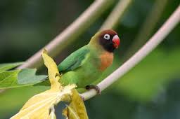 Jenis Burung Lovebird Terlengkap Beserta Gambar