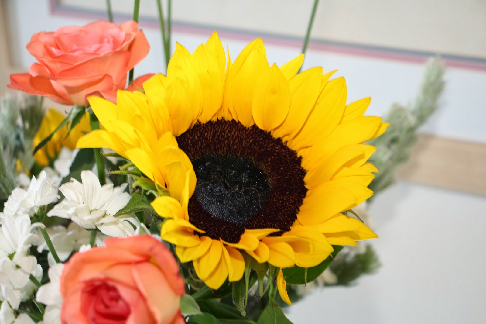 Canon Camera News 2018: African Sunflower for Madiba - RIP Nelson