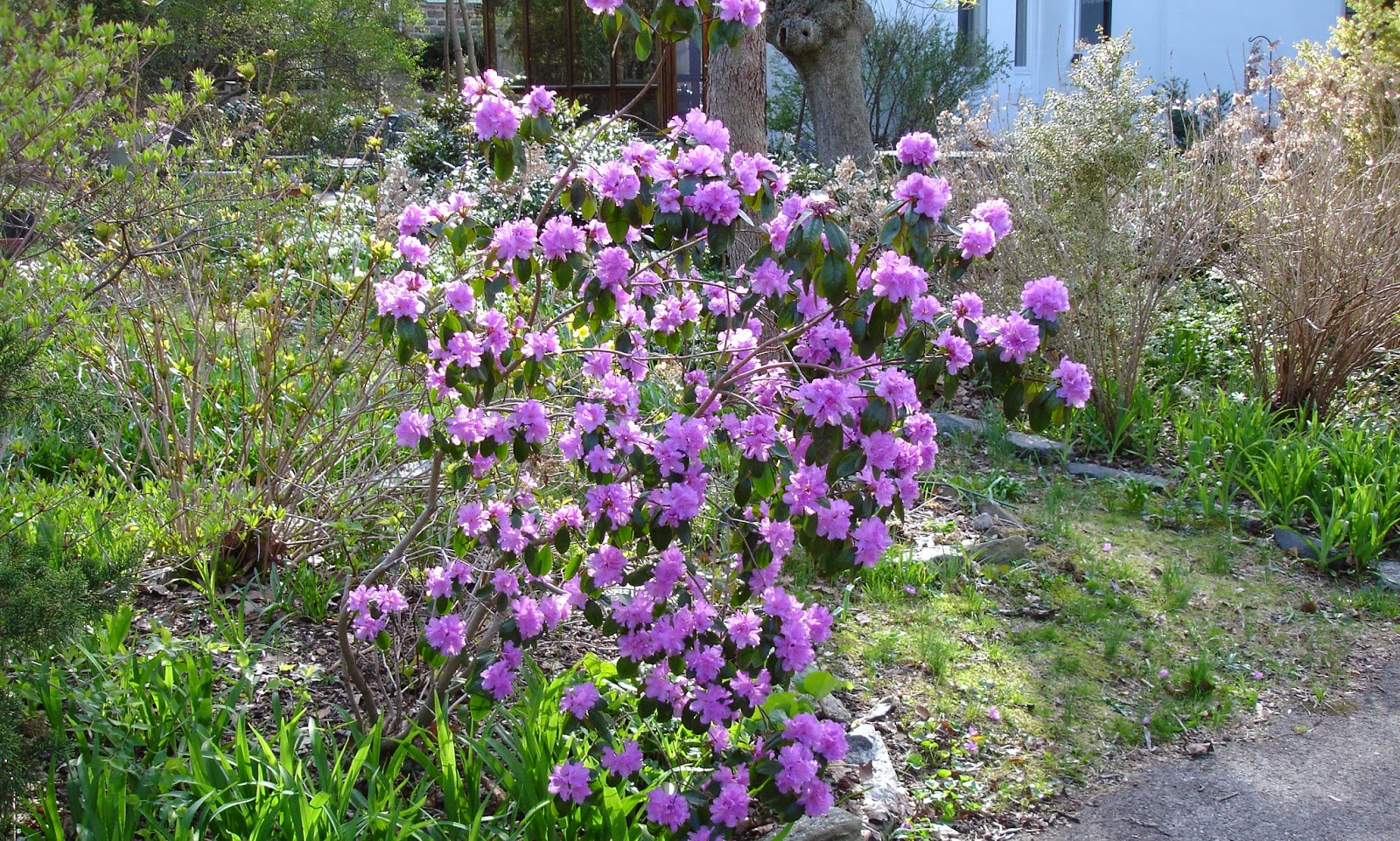 Bloomingwriter Gardening In Nova Scotia Top Ten Plants Shrubs