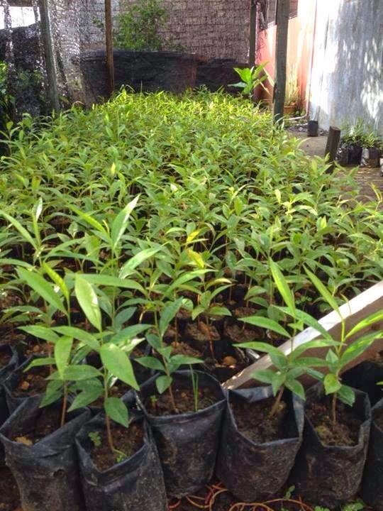 Anak pokok gaharu