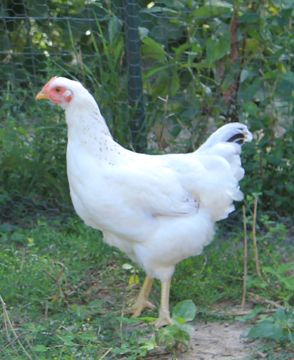 Antiquity Oaks Raising Delaware chickens