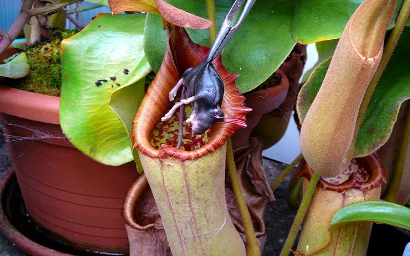 La planta jarra tropical