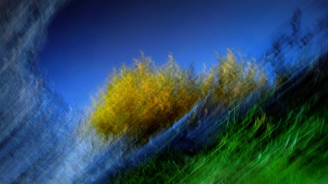 abstract image of a bush reflected in a puddle 