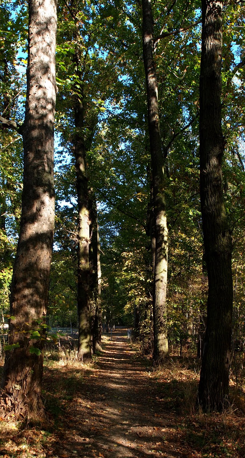 Waldweg