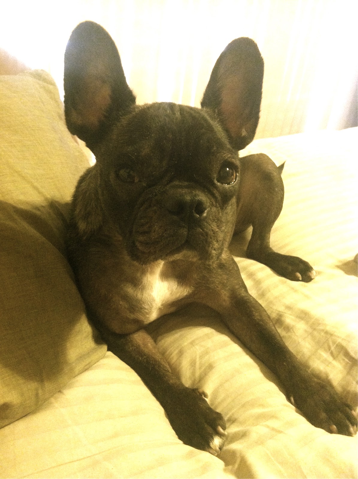 Fighting for Beau's Life Diaper rash cream for dogs?