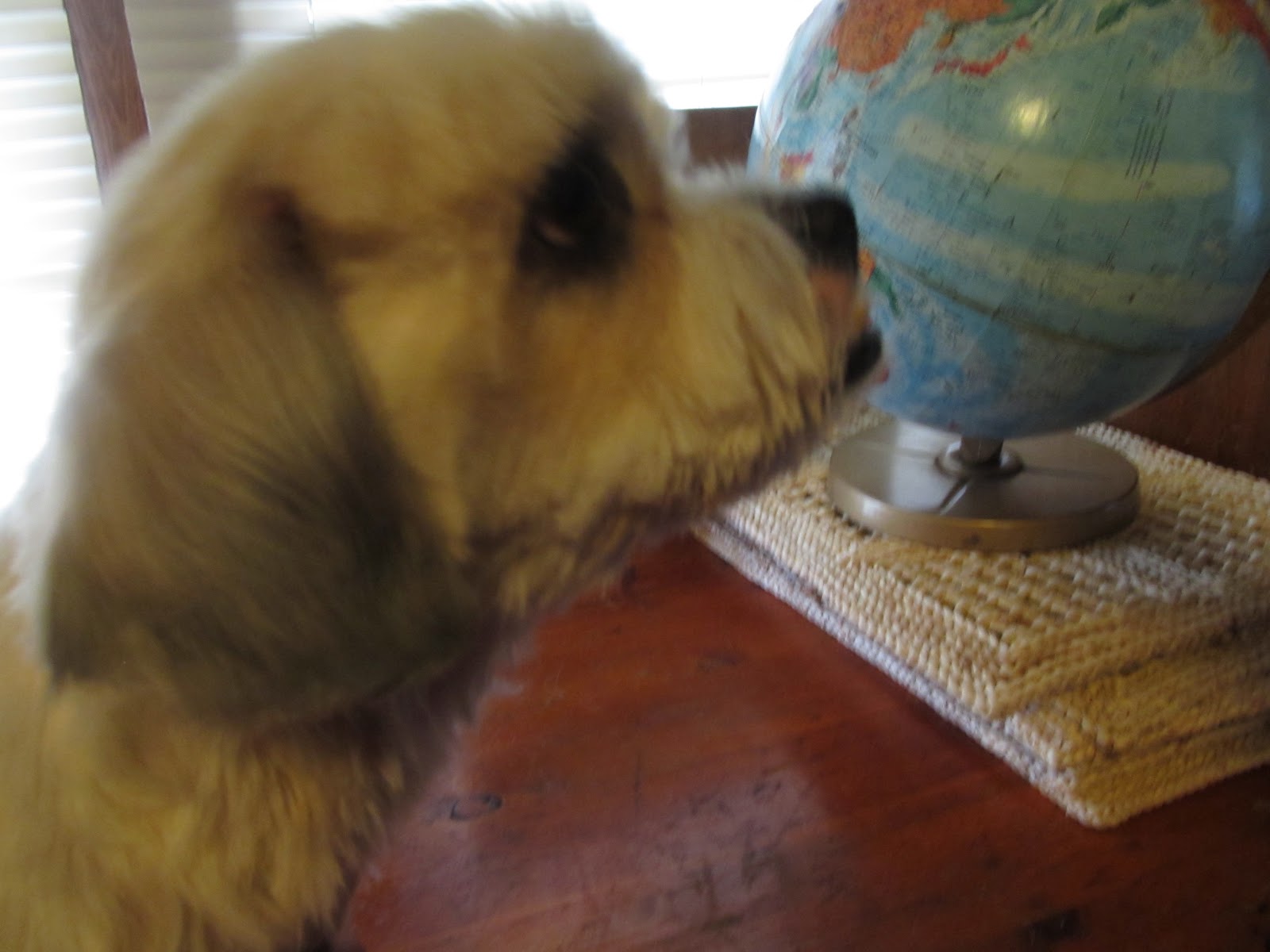 Shitzu Dogs Haircuts