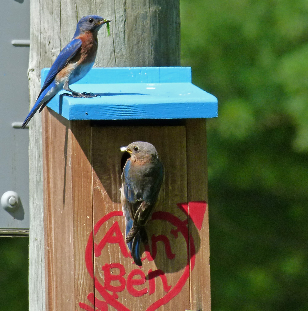 KY Natural Inquirer: Bluebird Trail