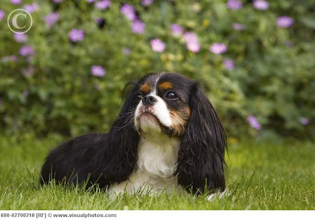 cavalier king charles spaniel price cavalier king charles spaniel price