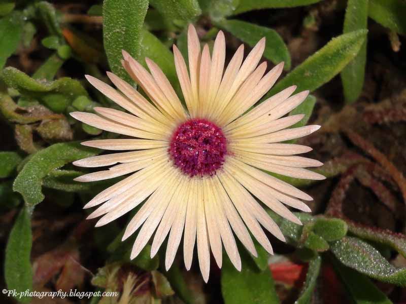 Livingstone Daisy Nature, Cultural, and Travel Photography Blog