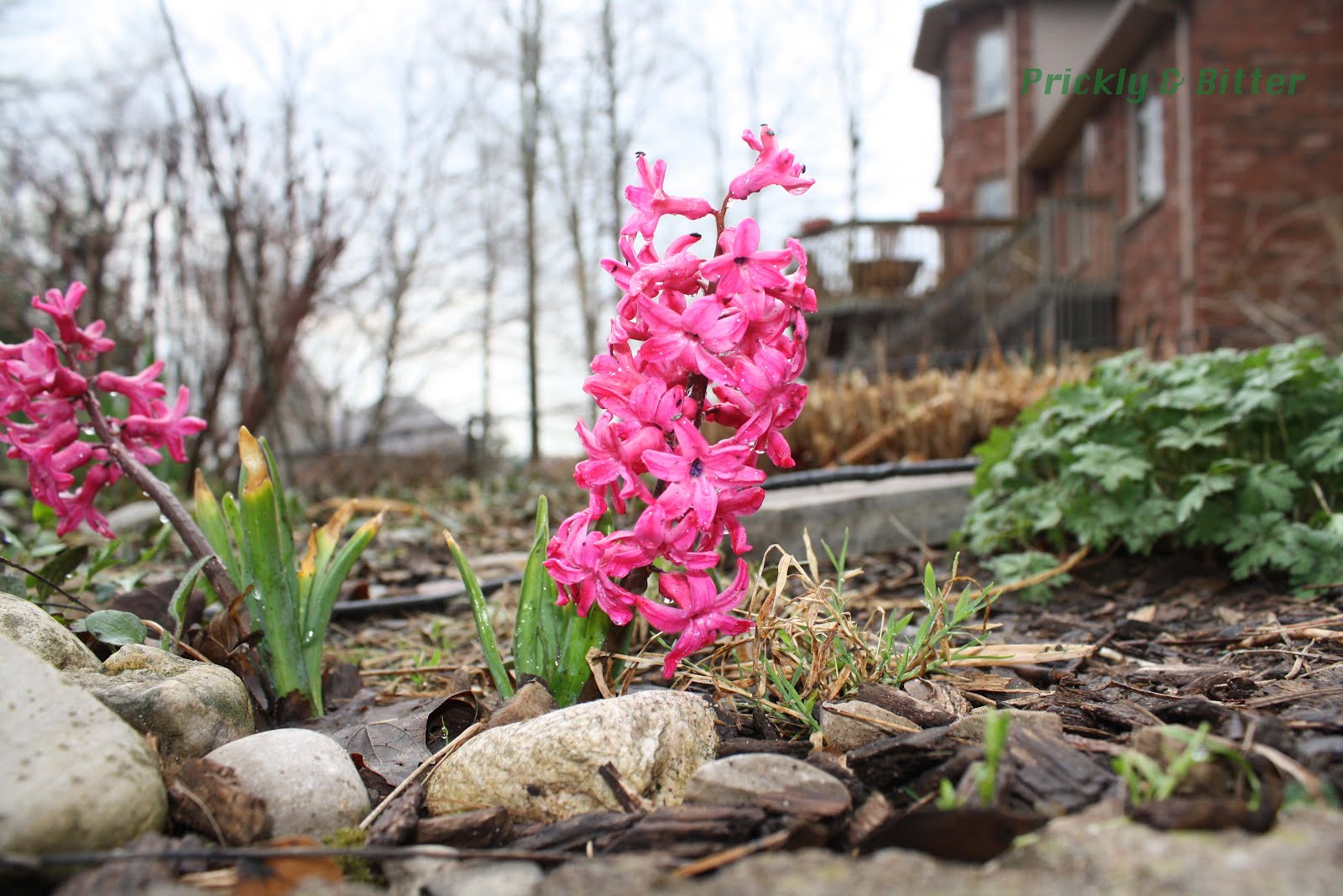 Prickly and Bitter Hyacinth a plant of the gods