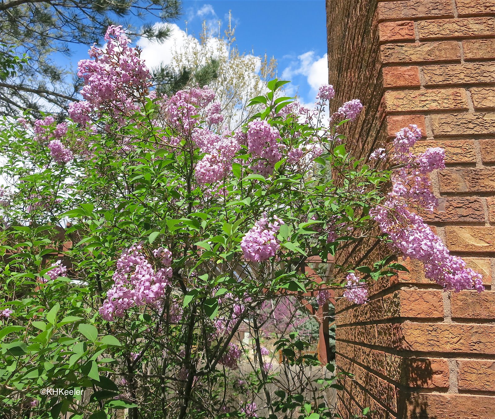 32 Best Lilacs Images Lilac Syringa Plants