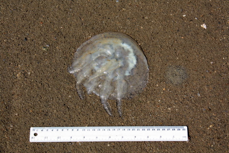 Fossil CSI Comparing a fossil jellyfish found at Solnhofen with