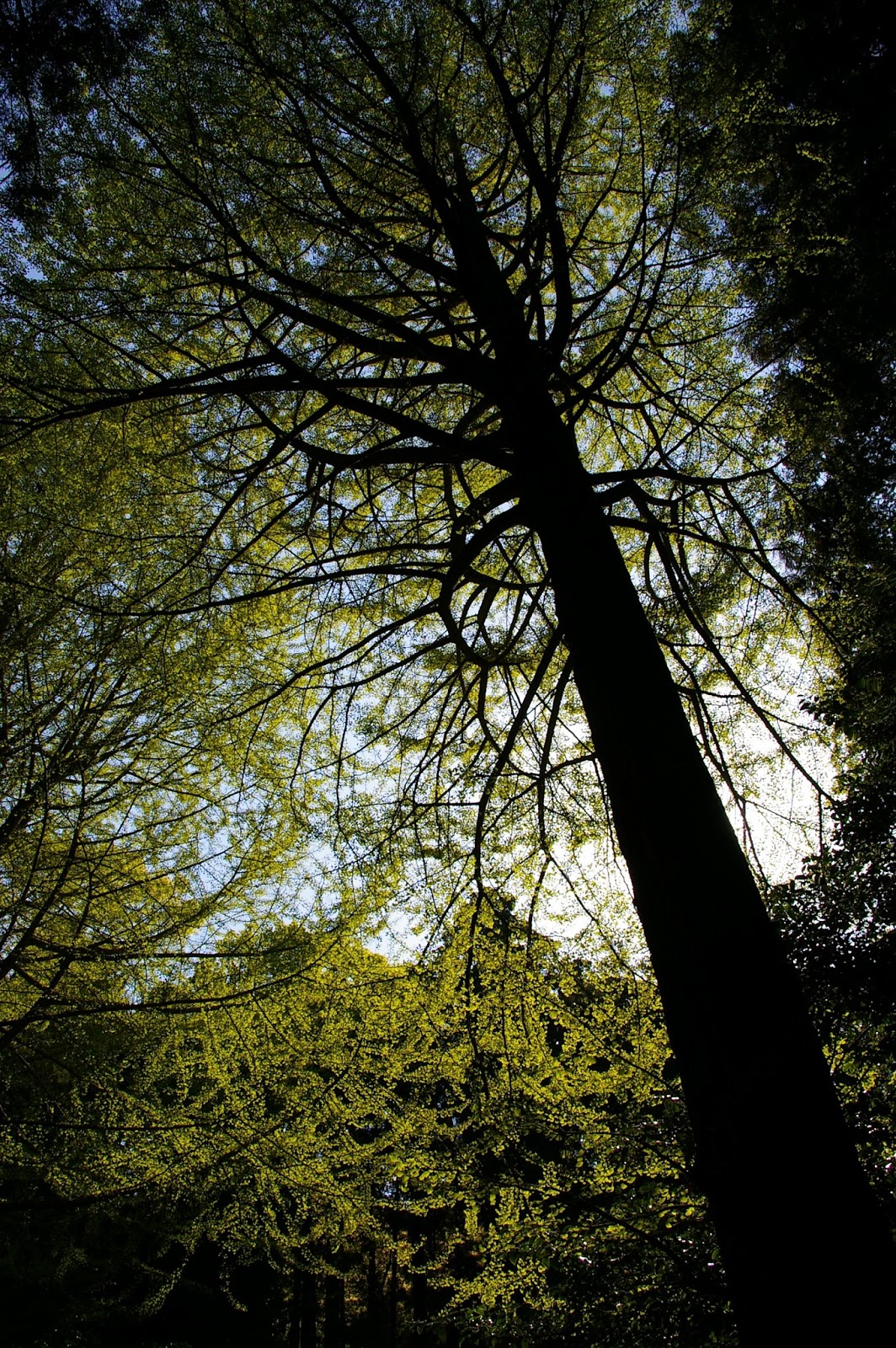 は の字日記 4月 13