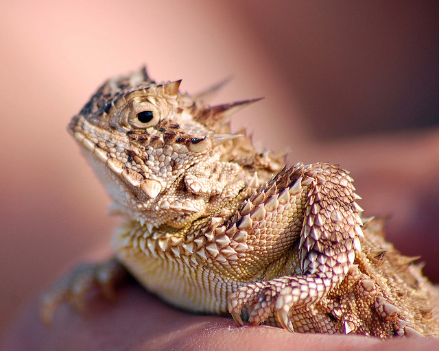 April 2013 Reptiles World