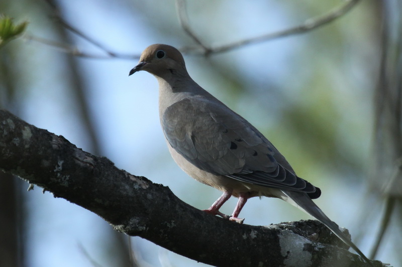 excellent mourning dove house plans photos best excellent mourning dove house plans photos best