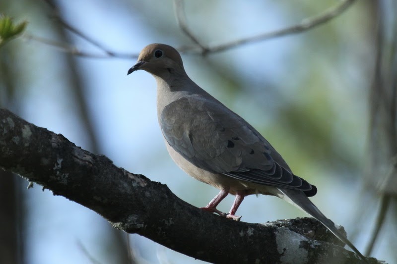 Tails of Birding More on the Mourning Dove