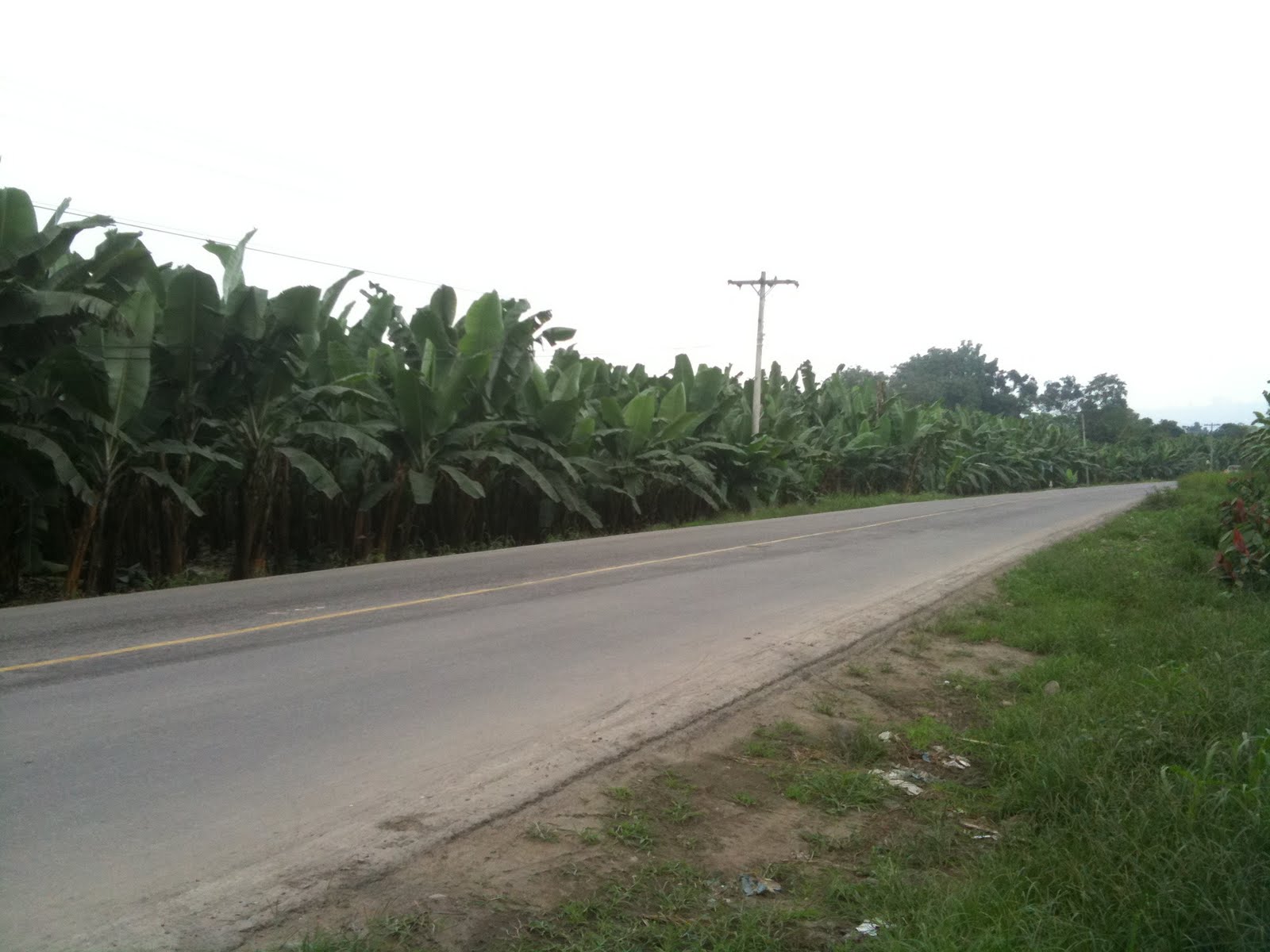 Ecuador Into the Banana Republic