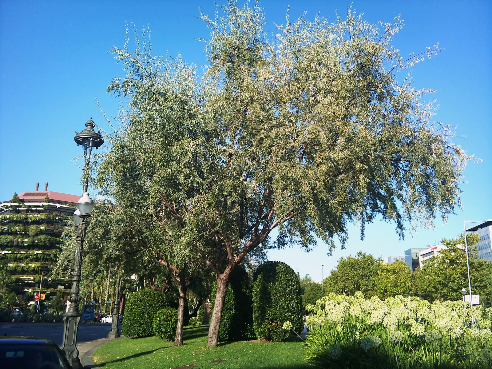 Árboles con alma: Árbol del paraiso. Arbre del paradís. (Eleagnus