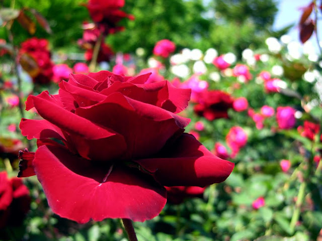 Rose Flower (அழகிய ரோஸ் ) Rose+flower+1+%25281%2529