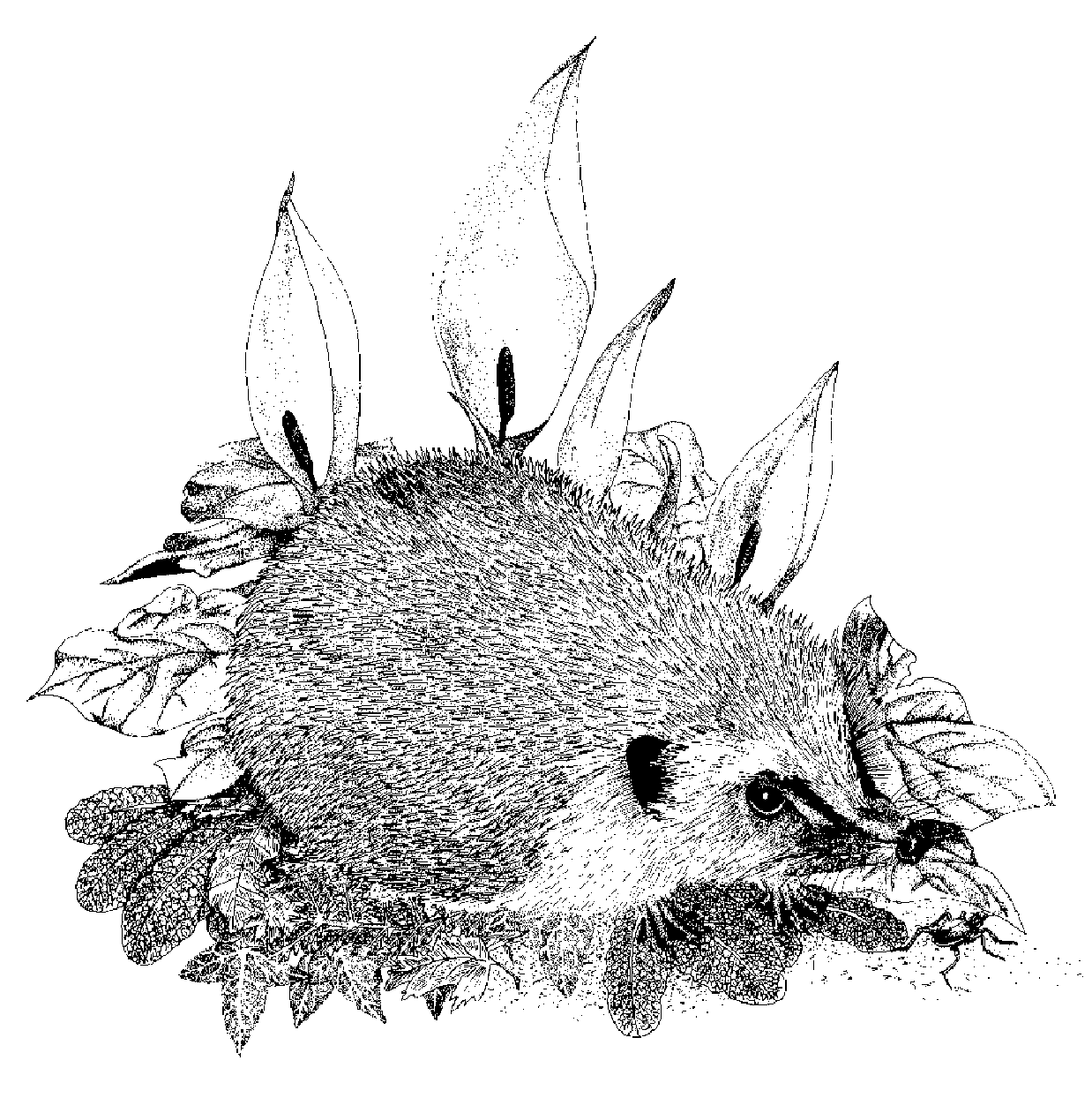Line Drawing Hedgehog : Bird guide december