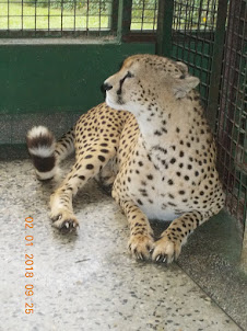 "Pian" the cheetah at "U.W.E.C" zoo in Entebbe.