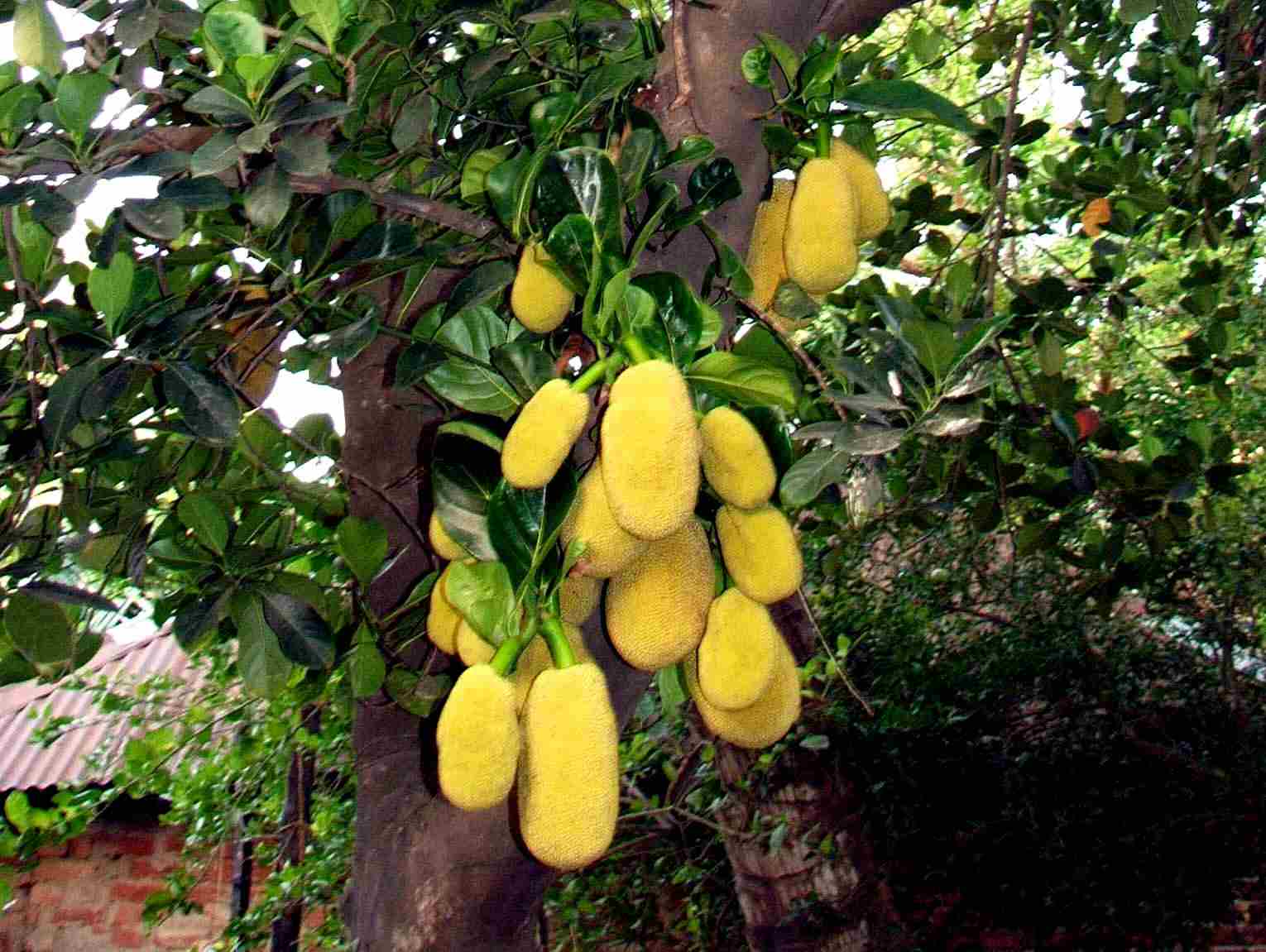 Trees Artocarpus heterophyllus Jackfruit Jack fruit