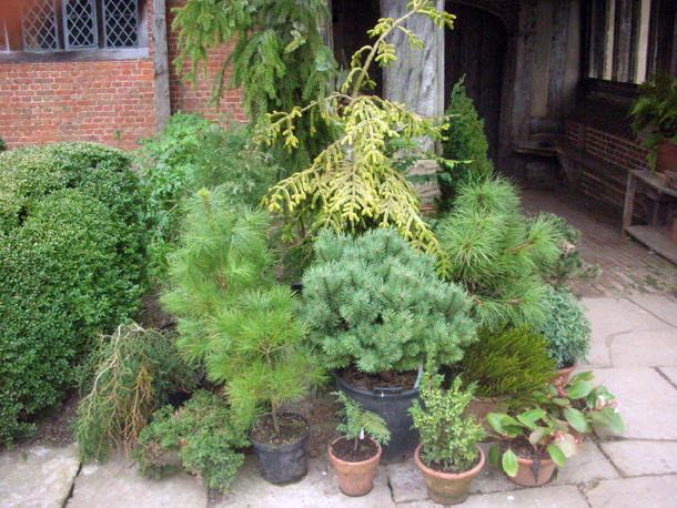 Spiraea Stock Photos Spiraea Stock Images Alamy