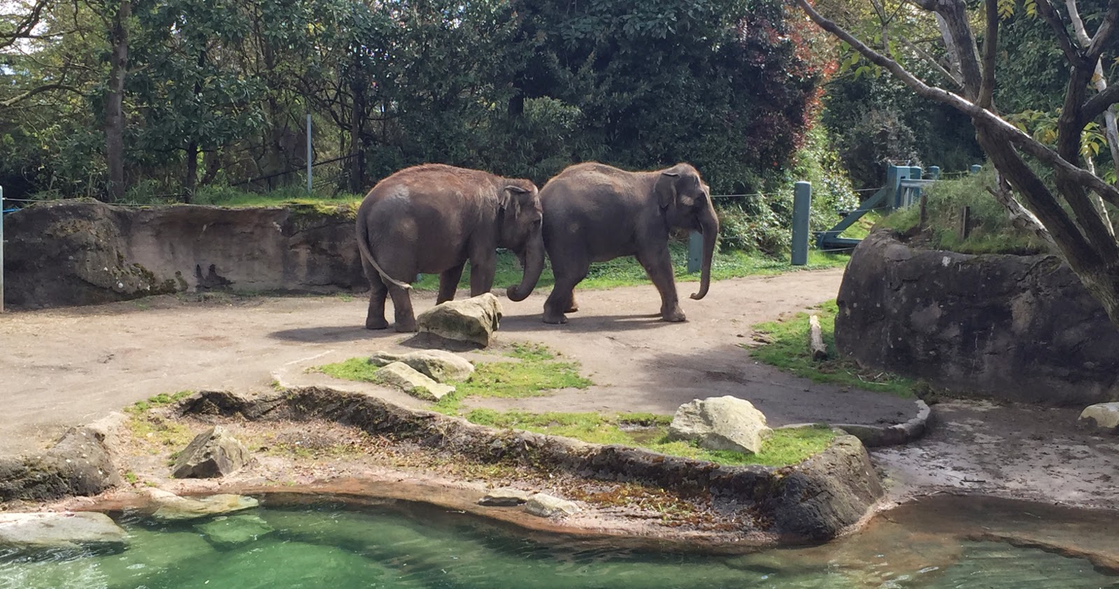 Woodland Park Zoo Blog: Elephants Chai and Bamboo arrive at Oklahoma