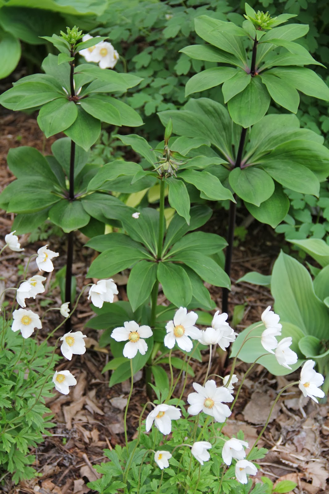 SummerChase Gardens Martagon Lilies