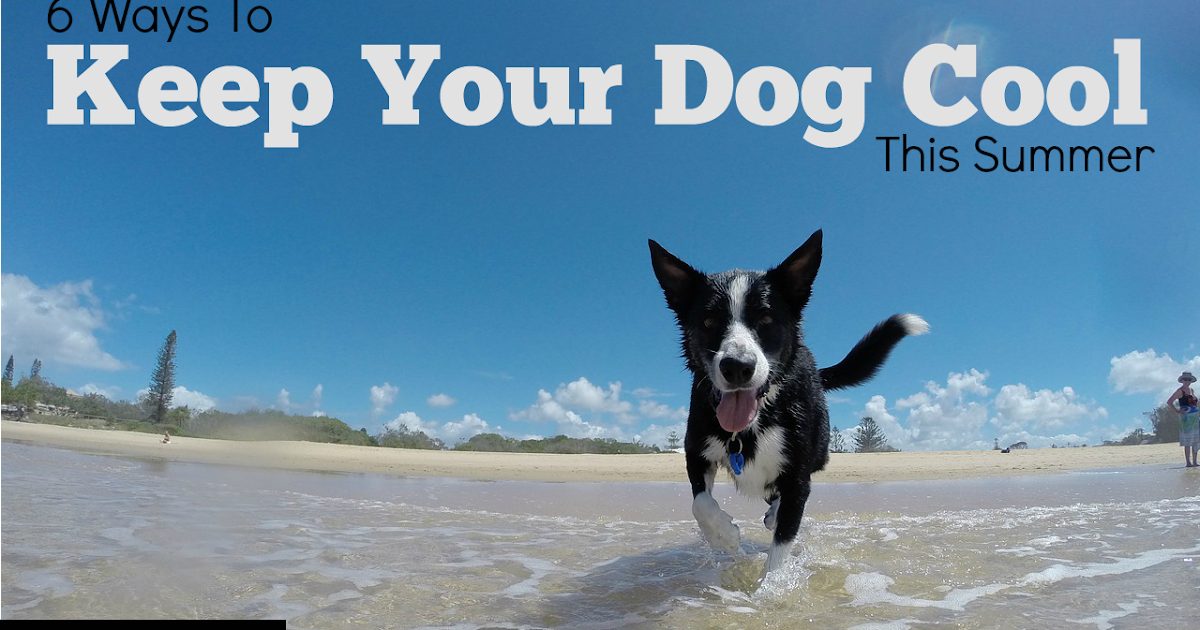 3DogArt Blog 6 Ways to Keep Your Dog Cool This Summer