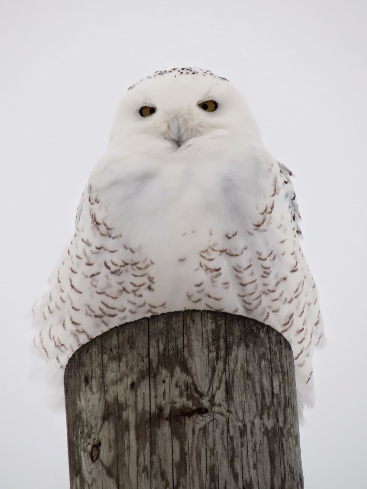 Snowy Owl - 4th Line, Wolfe Island, ON